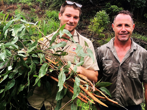 14_Bush_Regenerstion_Waganui_Green