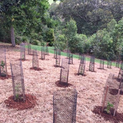 Wanganui Green 14 10