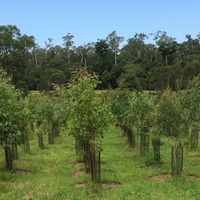 Wanganui Green 6 12_Bush_Regenerstion_Waganui_Green