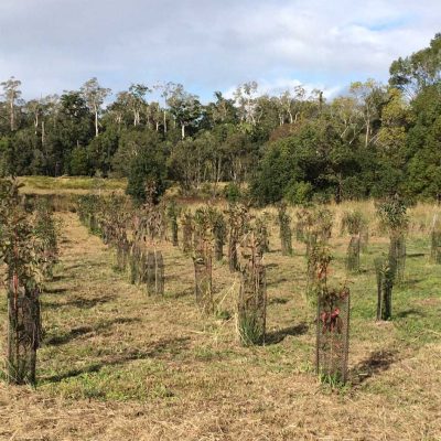 Wanganui Green 8 13_Bush_Regenerstion_Waganui_Green