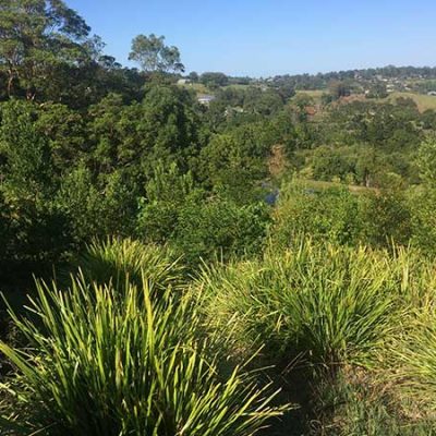 Wanganui Green 3 2_S_Bush_Regeneration_Waganui_Green
