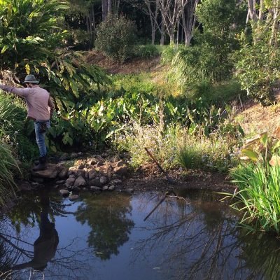 Wanganui Green 4 3_Bush_Regenerstion_Waganui_Green