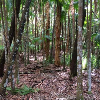 Wanganui Green 7 3_S_Bush_Regeneration_Waganui_Green