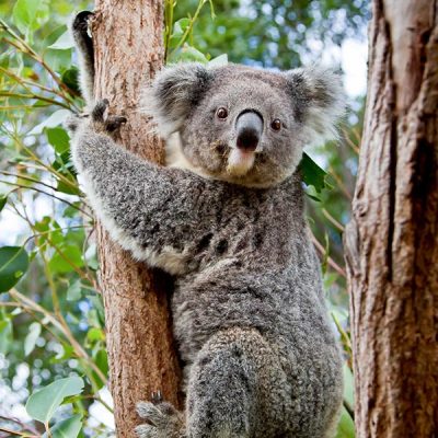 Wanganui Green 9 4_Bush_Regenerstion_Waganui_Green