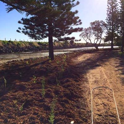 Wanganui Green 10 4_S_Bush_Regeneration_Waganui_Green