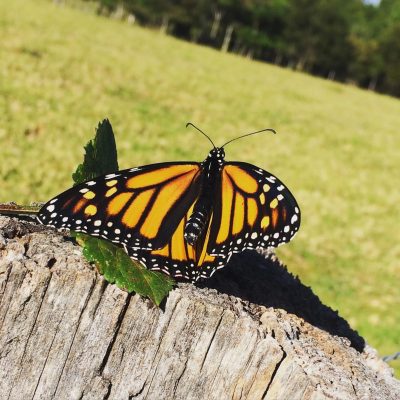 Wanganui Green 16 6_Bush_Regenerstion_Waganui_Green