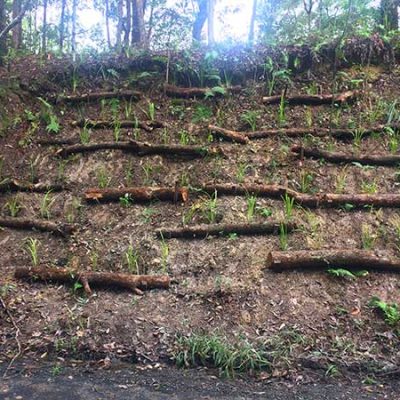 Wanganui Green 17 6_S_Bush_Regeneration_Waganui_Green