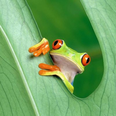 Wanganui Green 12 7_Bush_Regenerstion_Waganui_Green