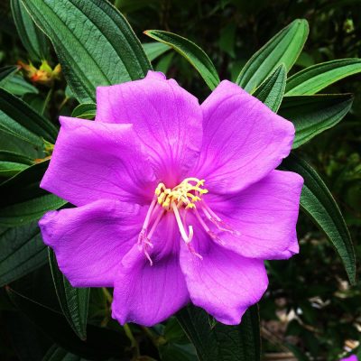 Wanganui Green 18 8_Bush_Regenerstion_Waganui_Green