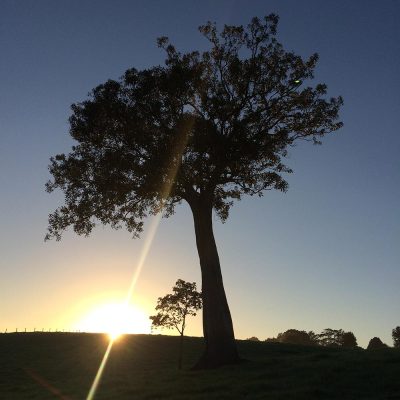 Wanganui Green 19 9_Bush_Regenerstion_Waganui_Green